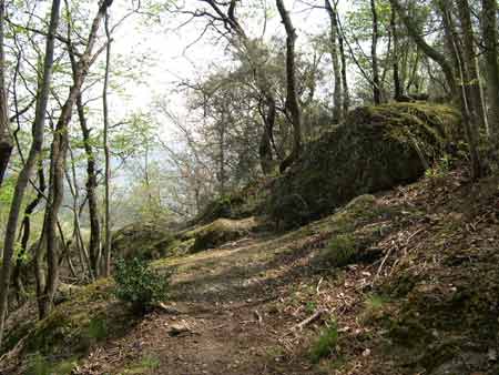 Sentiero nel bosco.