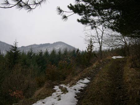 Panorama boschivo lungo il sentiero nX per la Fonte del Prete.